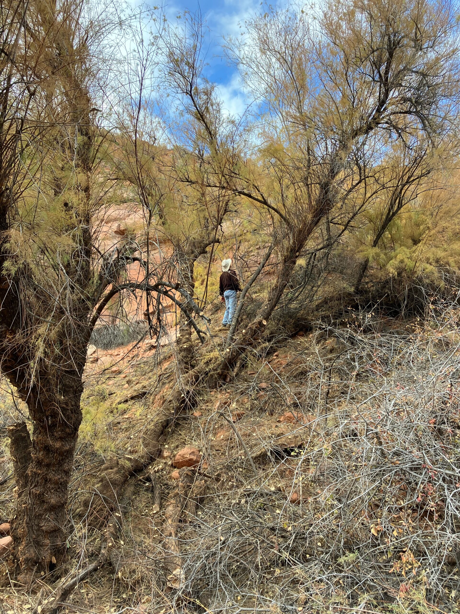 Person standing in and amongst tamarisk trees in the southwest desert