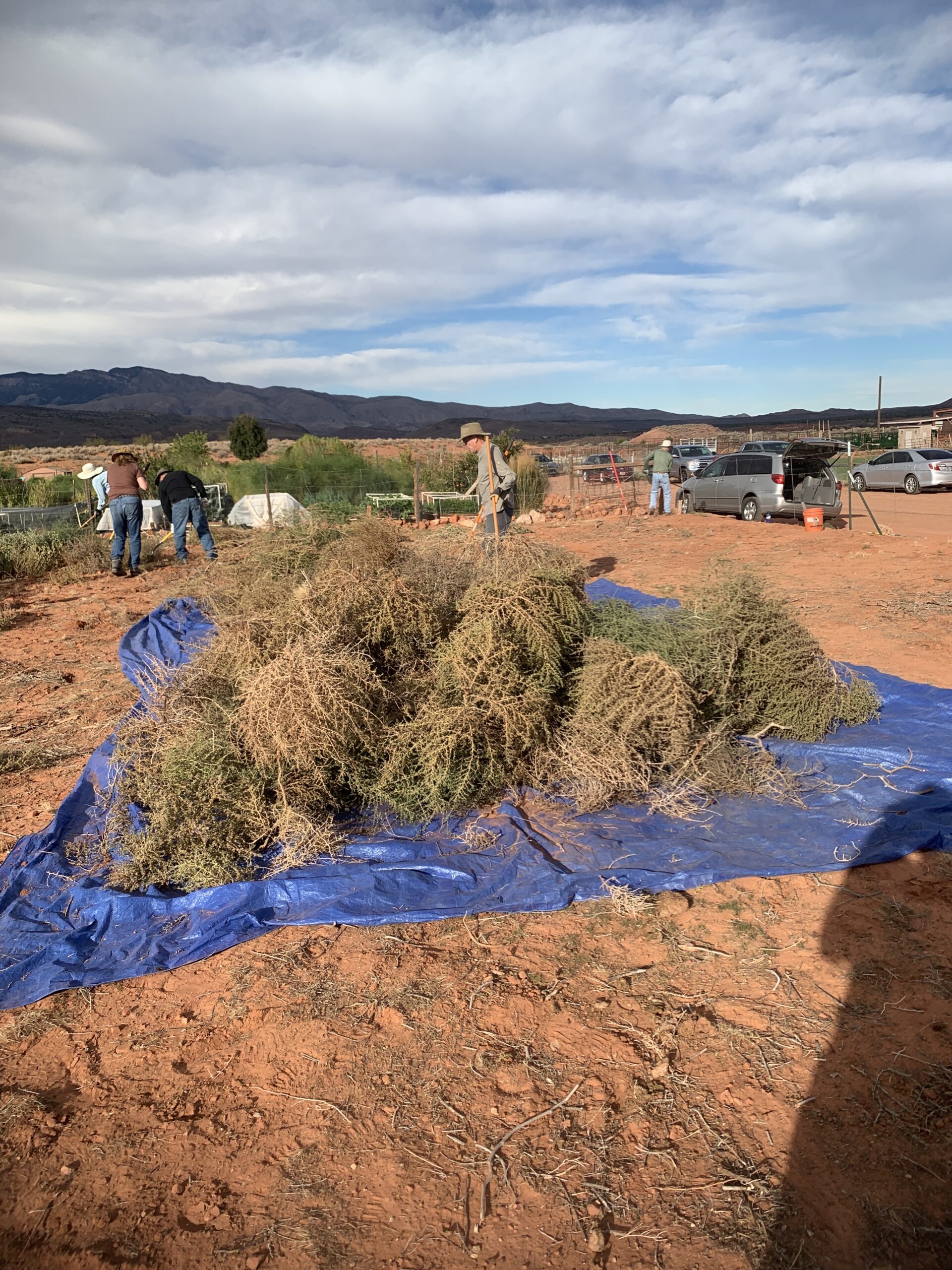 A tarp loaded with tumbleweeds sits in the middle of a dirt field in the southwest desert.