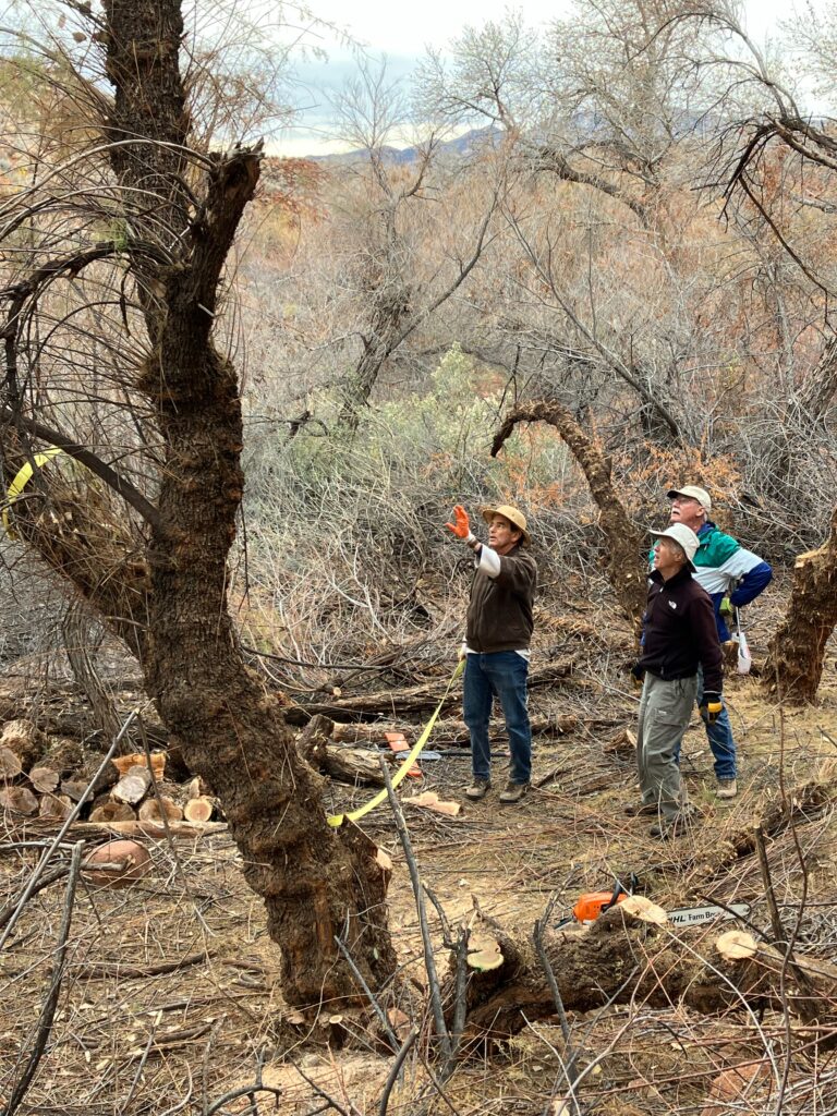 people working on cutting down trees in a riverbed