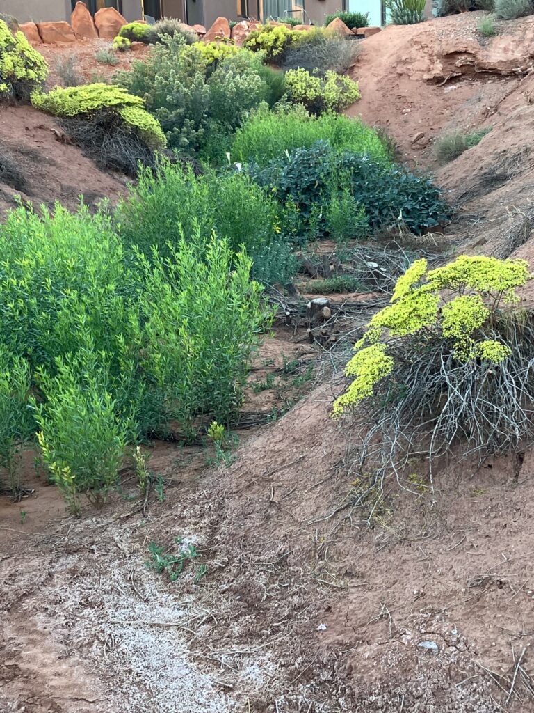 Native Green plants in a restored riverbed