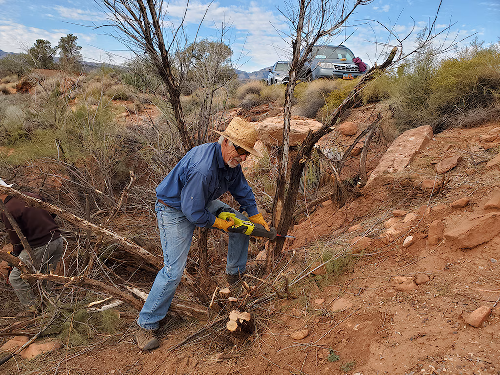 DPI Member cutting a tamarisk tree down with a chainsaw