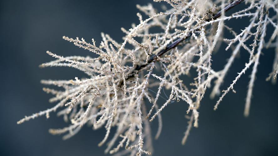 Tamarisk branch with white pollen in front of a bluish grey background