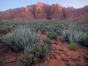 Red rock mountain in the distance with healthy, native desert plant life in the foreground in a sandy desert with clear blue skies.