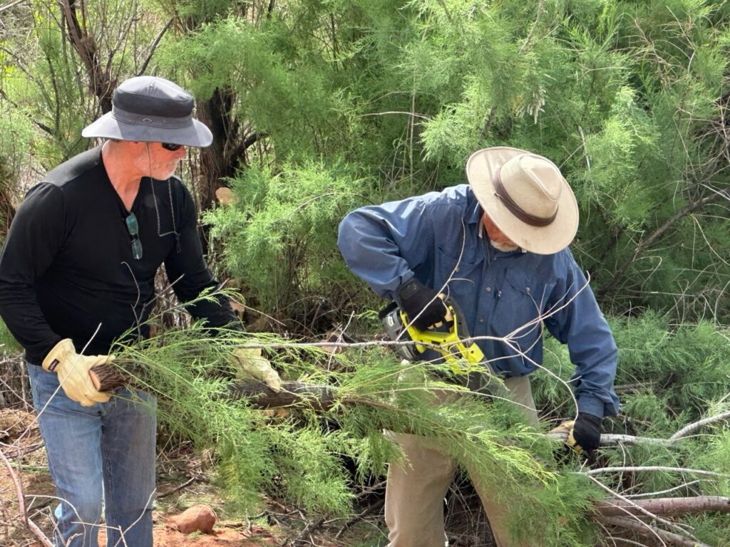 DPI volunteers holding a tamarisk branch surrounded by other tamarisk.