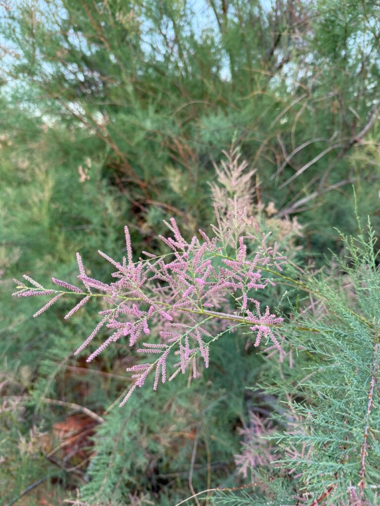 Flowering tamarisk plant in the southwest desert