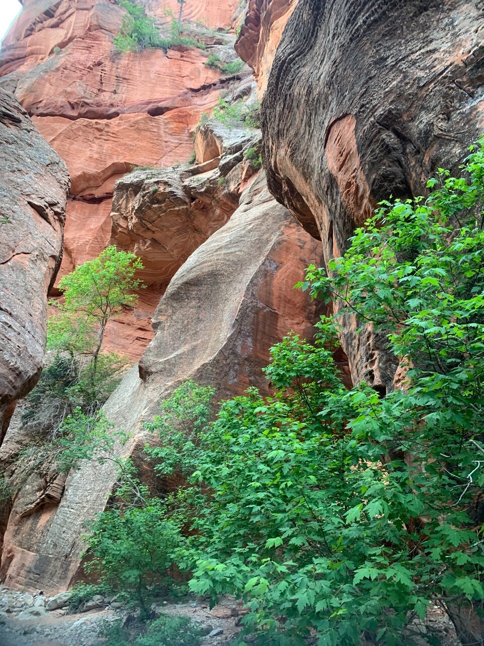 The beauty of native plants set against the red rocks are a feature DPI works hard to preserve.