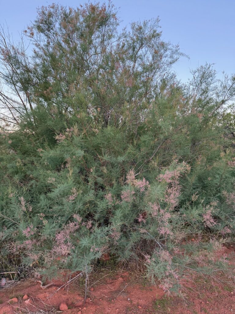 Tamarisk_GetInvolvedpg1