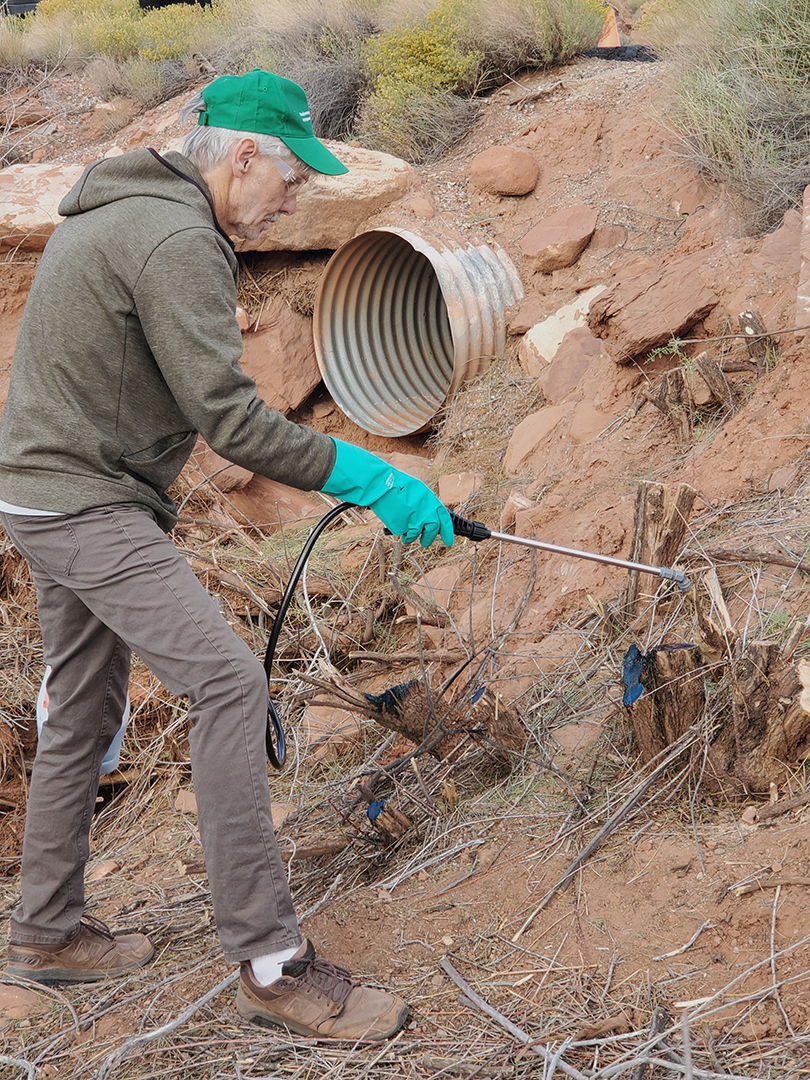 Terrence Walters spraying herbicide on tamarisk stumps in a desert river wash