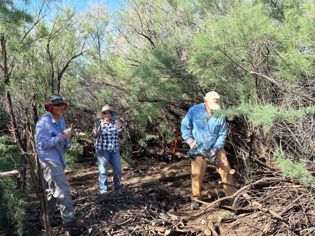 Three volunteers clearing invasive plants in a dense thicket, with one using a saw while others look on in a sunny desert area.