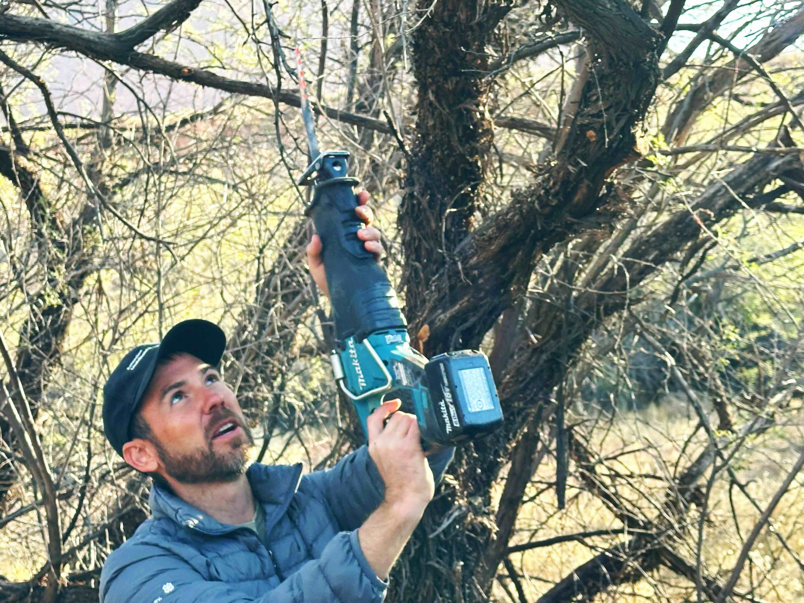 Ben scow stands beneath a tamarisk tree, cutting a large branch off with a skill saw.