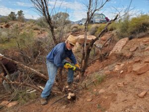 Volunteer wearing a straw hat and using a saw to remove invasive trees in a desert area near Ivins, Utah.