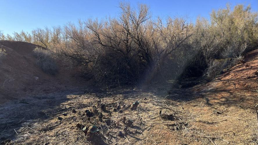 Tamarisk cut down in river bed. Further back in the wash you can see how dense the tamarisk growth is and how it chokes the local ecosystem.