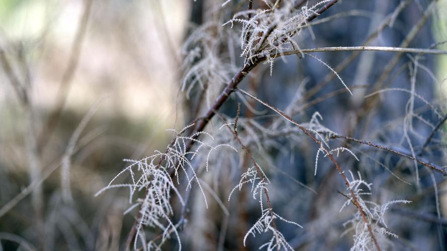 Tamarisk branch soft focus in the desert